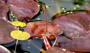 Natuur onder de loep: Vuurjuffers bij de vijver (Hart van Lansingerland)