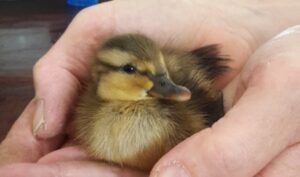 [NATUUR ONDER DE LOEP] Broedende eend in de tuin… help! (Hart van Lansingerland)