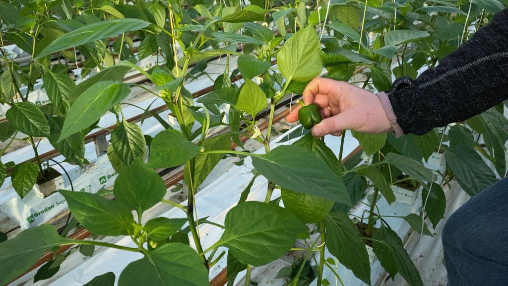 Hoge gasprijs veroorzaakt noodgedwongen aanpassingen voor tuinders in Lansingerland