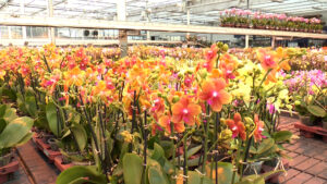 Prijswinnende orchidee komt uit Bergschenhoek