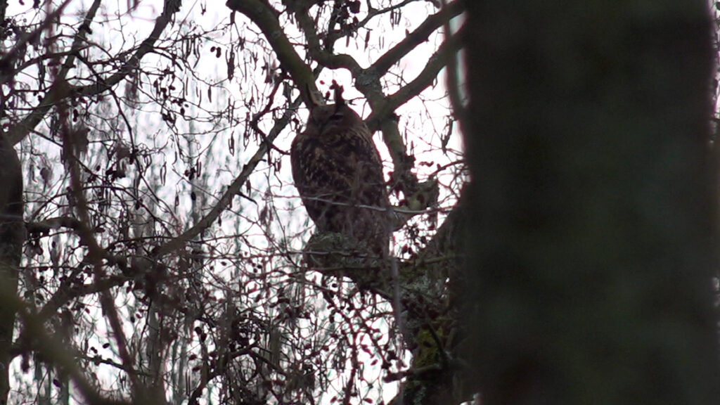 Bijzondere vogel in het Lage Bergse Bos