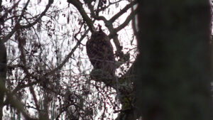 Bijzondere vogel in het Lage Bergse Bos