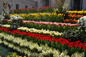 Deel 2: Een gift voor de paus: Bedankt voor de bloemen!