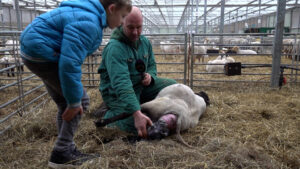 Lentegevoel: honderden lammetjes geboren in een paar dagen