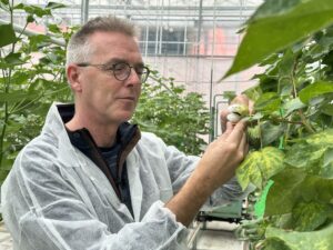 INNOVATIE: NEDERKATOEN!