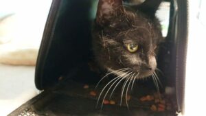 Zwart- witte kat gedumpt in Bergschenhoek