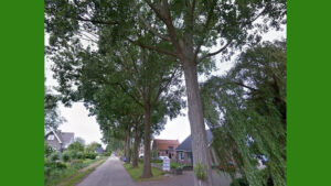 Herplanting bomen aan Zuidersingel ter discussie