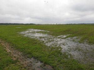 Het voorjaar van de regen in de drup