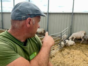 Kwijlen, snotteren en hangende oren: blauwtongvirus velt Martins schapen