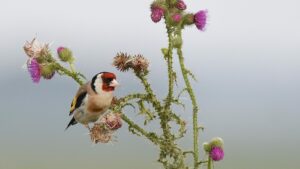 Vogels kijken in de zomer vanaf Belevenisboerderij Schieveen