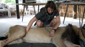 Maaike is dierendokter in Namibië: ‘Een leeuw werd wakker uit zijn verdoving toen ik zijn blinddoek opzette’
