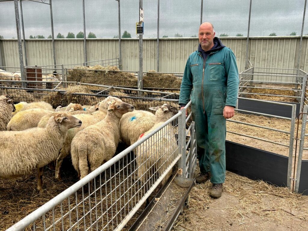 Hoge koorts, kreupel lopen en schuimbekken: Berkelse herder verliest 200 schapen