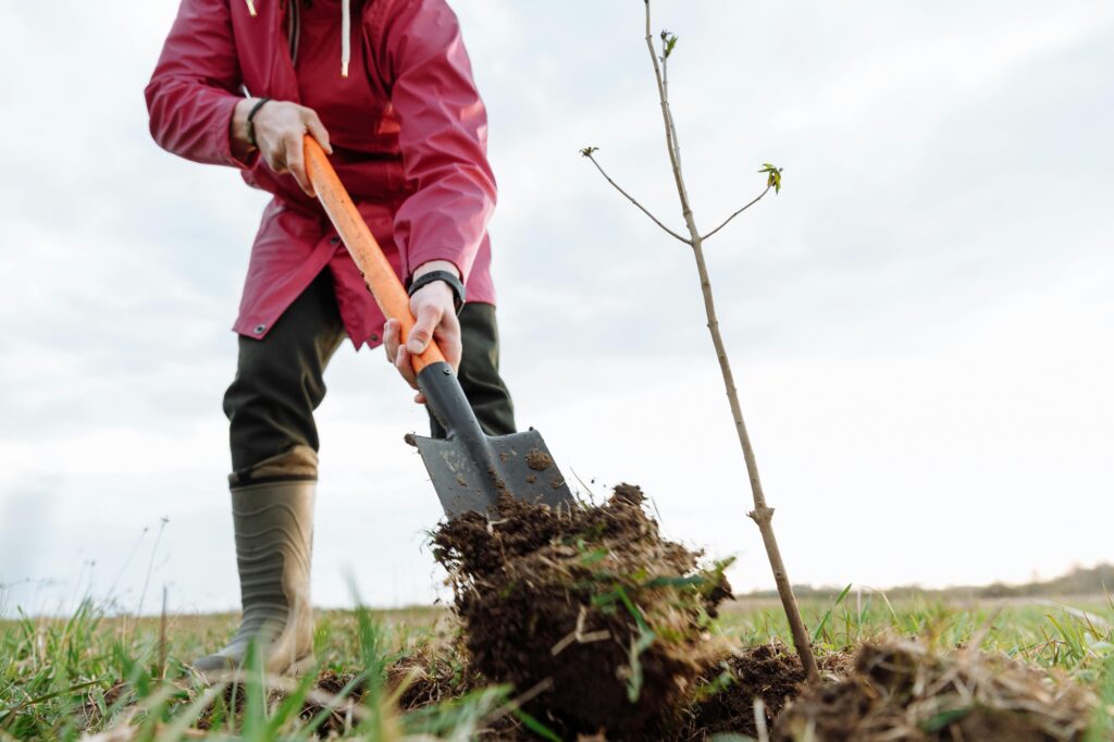 Groot succes voor bomenactie