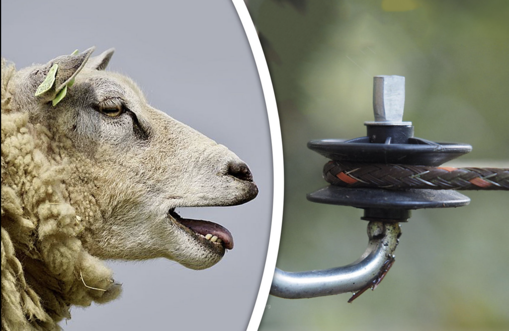 Cor vond dat hij zijn schapen goed verzorgde, toch lagen er zes dood in de wei