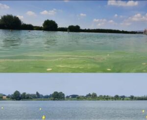 Weer blauwalg in zwemwater: kijk eerst of je kan zwemmen!