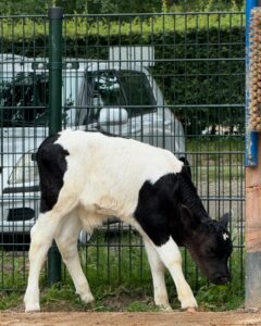 Jong kalfje geboren op stadsboerderij de Balijhoeve