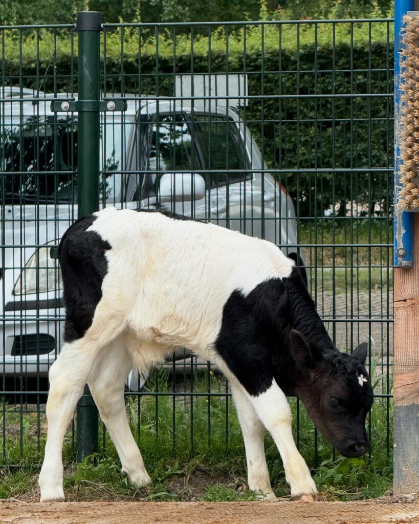 Jong kalfje geboren op stadsboerderij de Balijhoeve