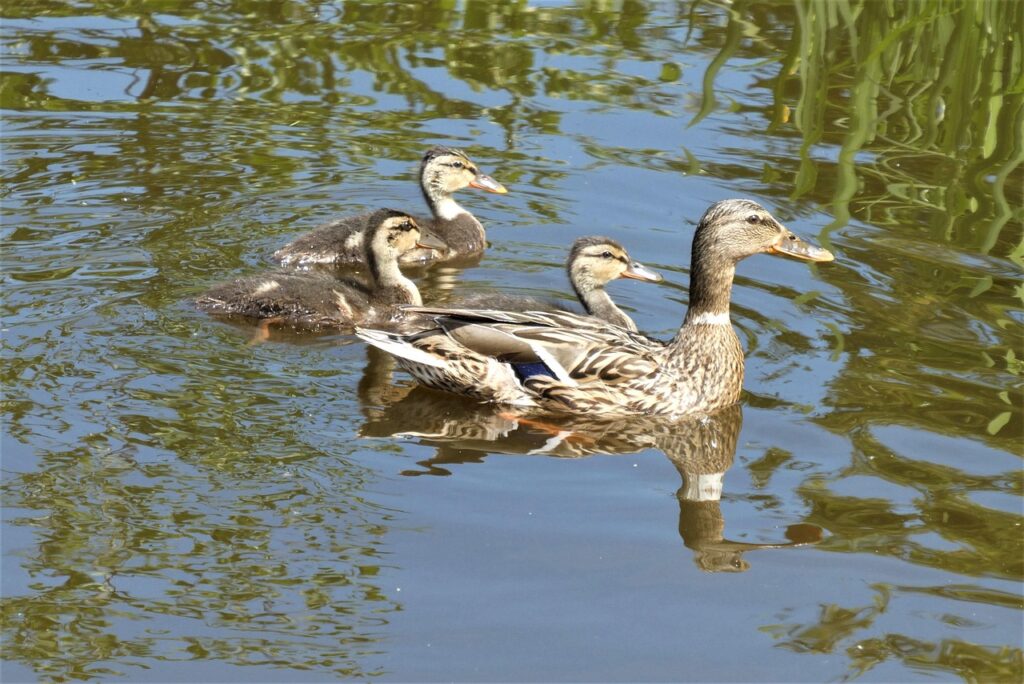 Voederverbod is beter voor mens, dier en natuur