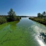 Blauwalg plaagt plassen
