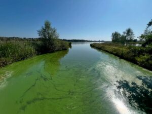 Blauwalg plaagt plassen