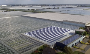 Bleiswijks tuinbouwbedrijf Bunnik Group houdt op te bestaan