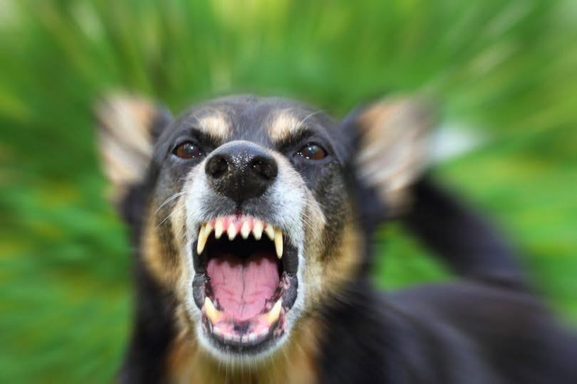 Doodgeschoten hond kon “niet op een veilige manier worden benaderd”
