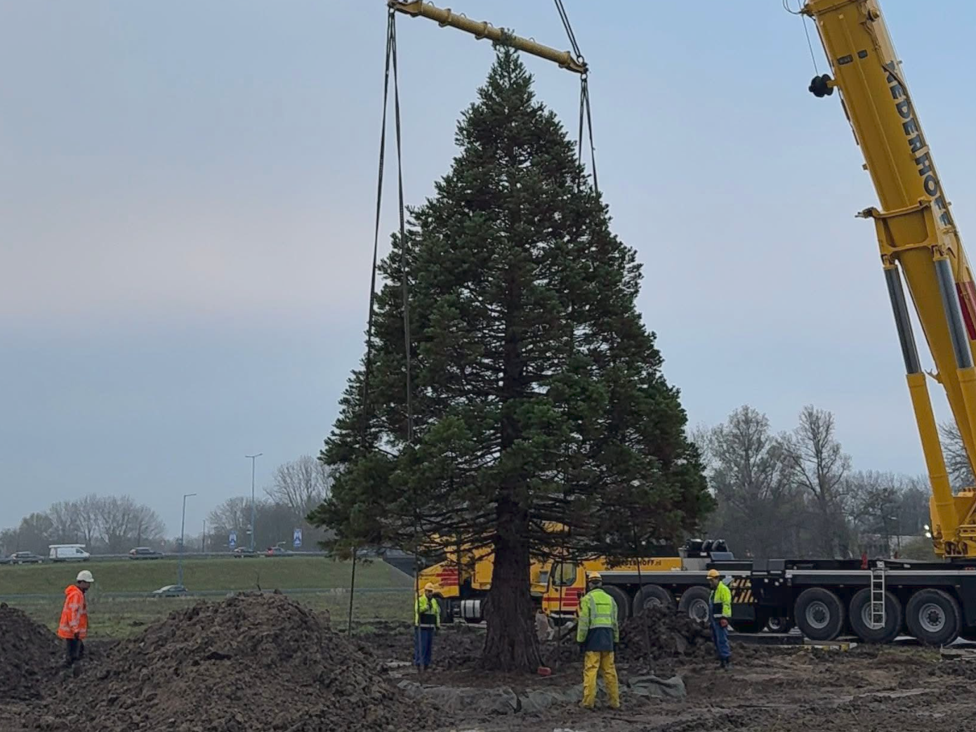 Zeldzame sequoia verhuist naar nieuwe plek in Edisonpark