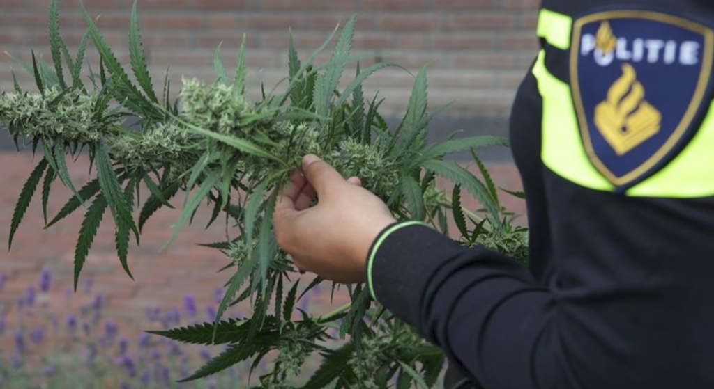 Grote hennepvondst aan Industrieweg
