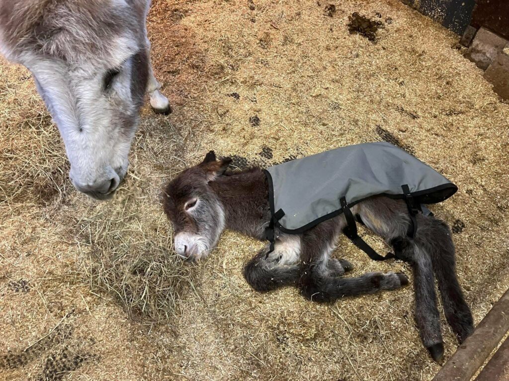 Schattig: ezeltje geboren bij stadsboerderij
