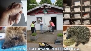 Egelbingo in Zoetermeer moet opvang van egels ondersteunen