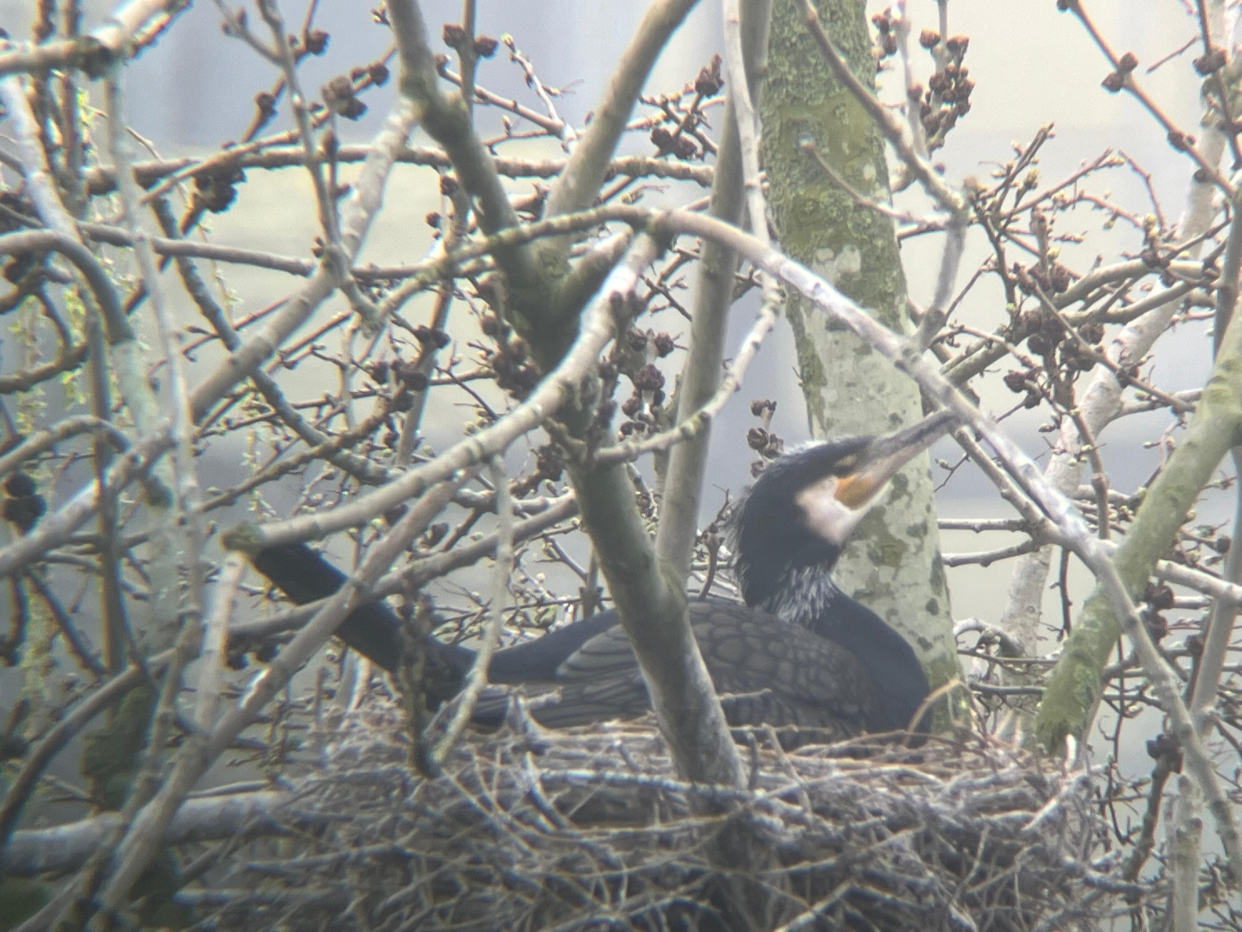 Inwoners vragen aandacht voor verborgen stukje Zoetermeer
