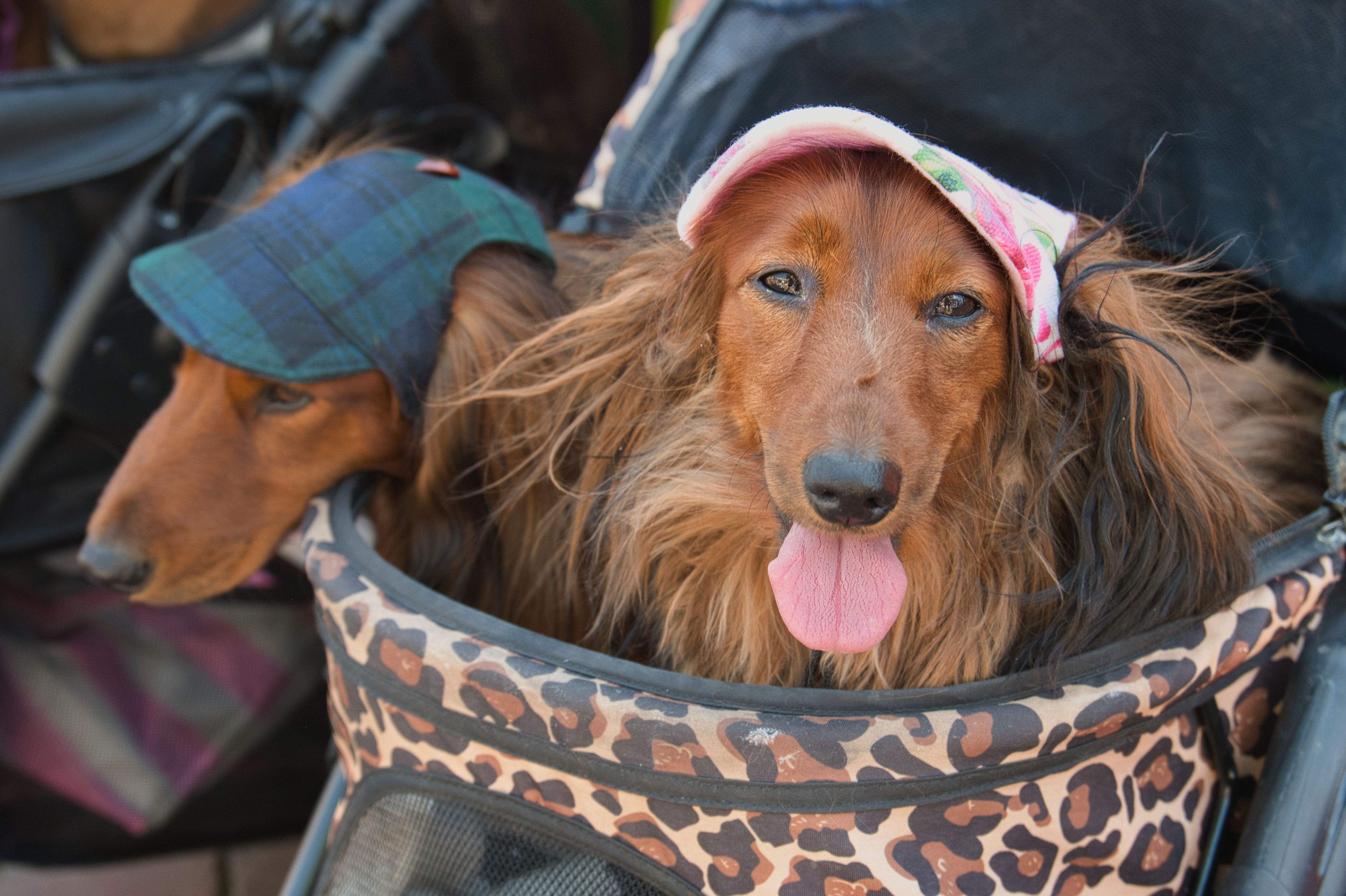 Op deze plek zie je dit weekend meer dan 1500 teckels!