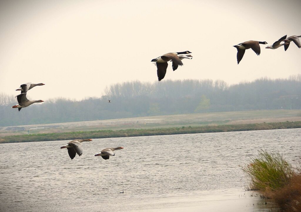 Strijd om vogels of watersport in Nieuwe Driemanspolder laait opnieuw op