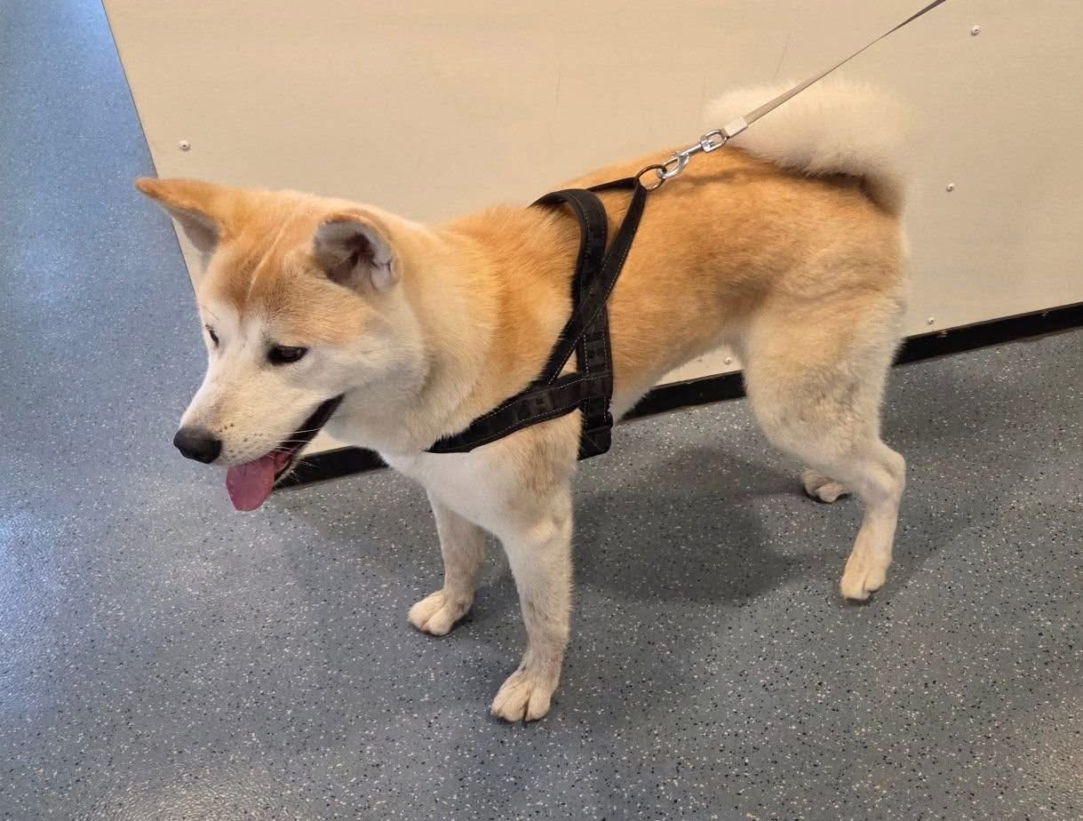 Hond loopt op het spoor: baasje spoorloos