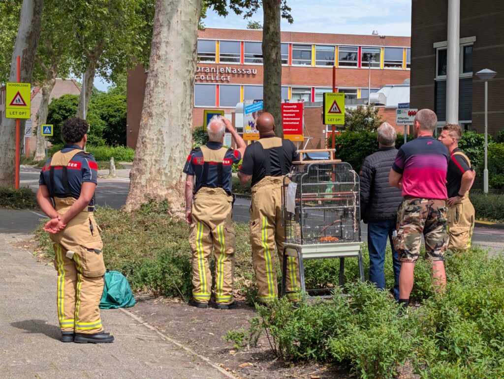 Papegaai uit boom gehaald aan het Vuurdoornpark in Zoetermeer