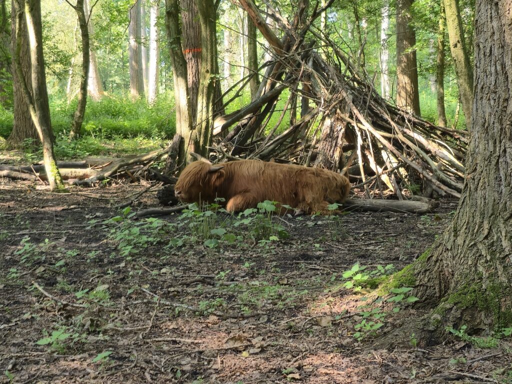 Twee jonge Schotse Hooglanders versterken kudde in Lage Bergse Bos
