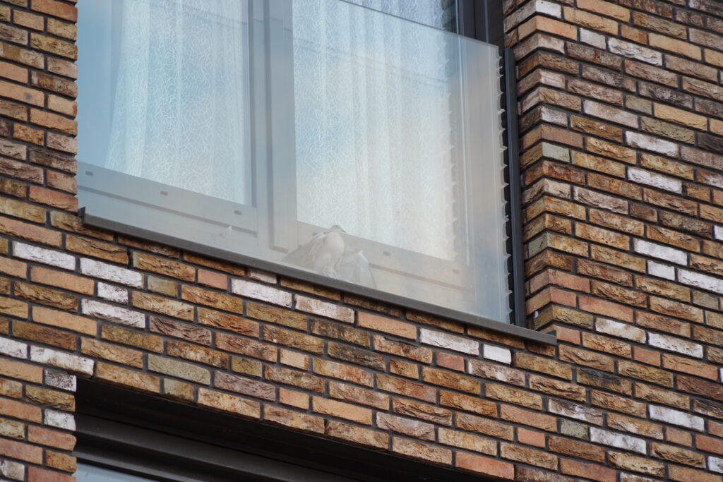 Duif vast tussen balkondeur en glasplaat bij woning Rondom in Bergschenhoek