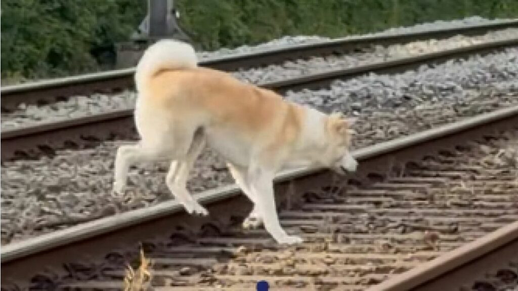 Hond ontsnapt en houdt politie urenlang bezig