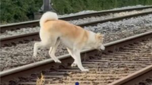 Hond ontsnapt en houdt politie urenlang bezig