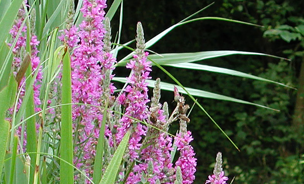 Begeleide wandeling laat zomerbloei in de Natuurtuin zien