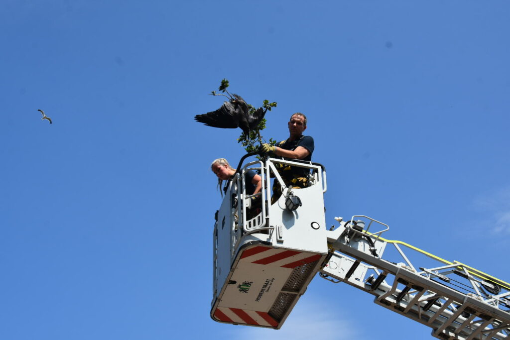 Brandweer bevrijdt vastzittende kauw uit boom in Berkel en Rodenrijs