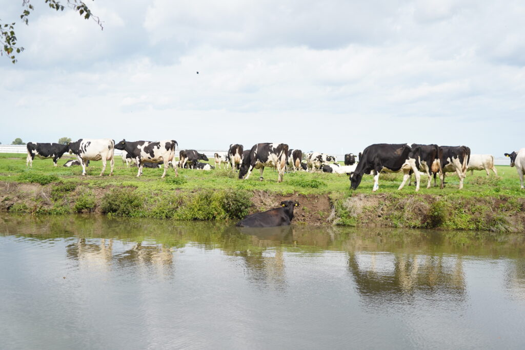 Koe te water in Berkel en Rodenrijs